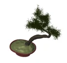 Bonsai Plant Interior Landscape
