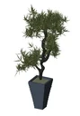 Bonsai Plant Interior Landscape