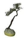 Bonsai Plant Model