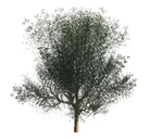 Complex 3D Decorative Planting
