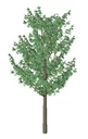 Deciduous Ornamental Tree