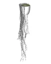 Hanging Plant
