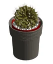 Indoor Potted Plant