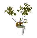 Indoor Potted Plant