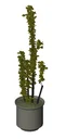 Interior Potted Plant