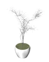 Interior Potted Plant