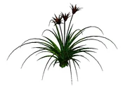 Lily Plant Shrub