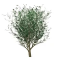 Planting Solid and RPC Tree