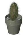 Potted Decorative Plant