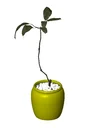 Potted Indoor Decorative Plant