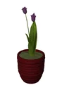 Potted Indoor Plant