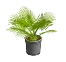 Potted Indoor Plant