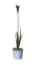Potted Plant Interior Decor
