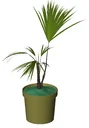 Potted Plant Shrub