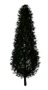 Scotch Pine Tree
