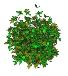 Shrub Plant Landscape Bush